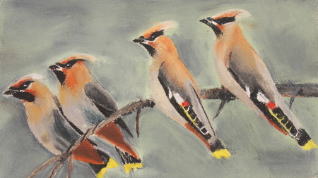 Bohemian Waxwings